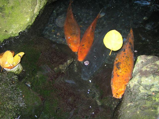 IMG_2061.jpg